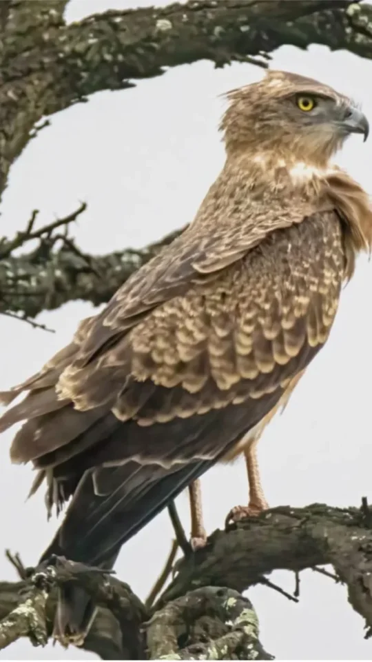 Bird on a tree branch